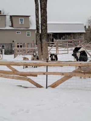 Some of our farm animals