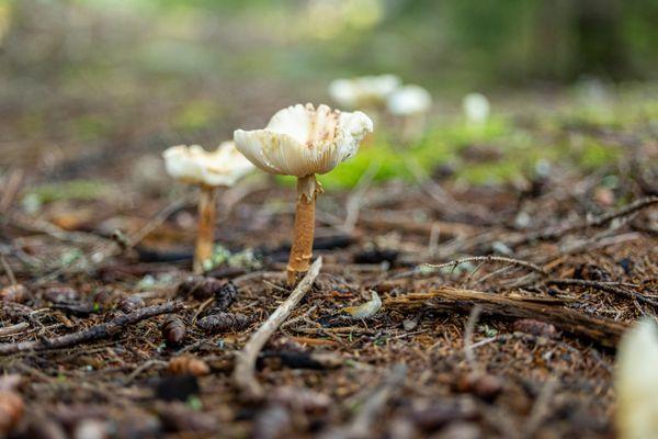 Acadia National Park