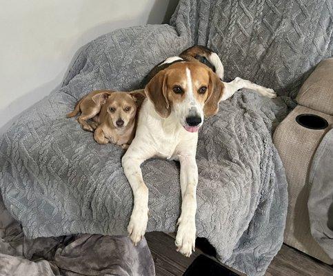 Saint Francis Animal Hospital