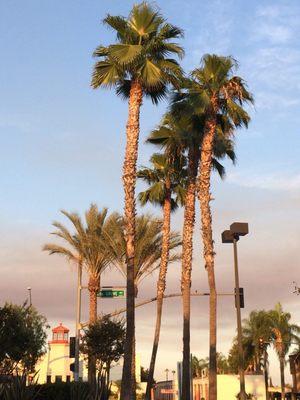 Marketplace on Grove as sundown approaches.