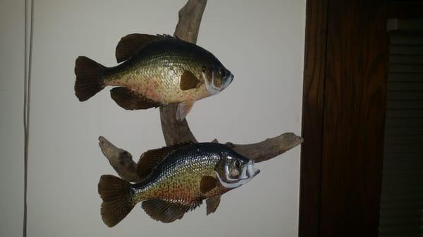 The Taxidermy Shop