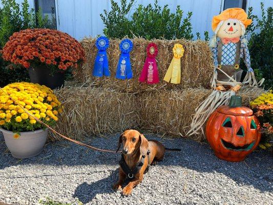 Huntsville Obedience Training Club