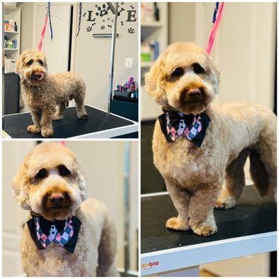 LovePaws Pet Grooming And Home Sitting Services