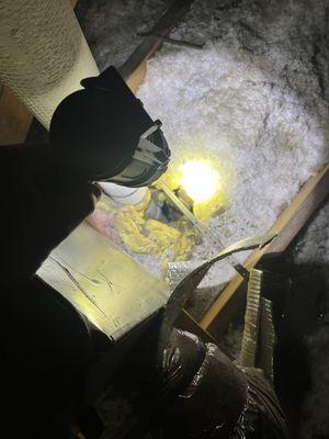 Wrangler Pest Control