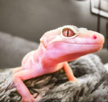 LLLReptile & Supply