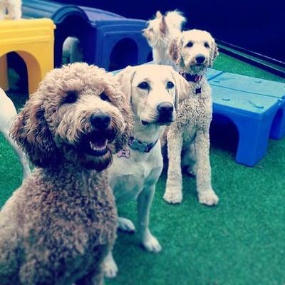 Sunday, Millie, & Moses!