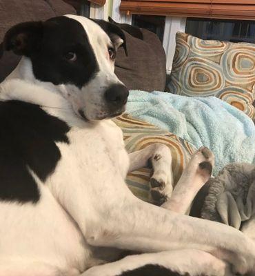 Convenient Care Mobile Veterinary Service