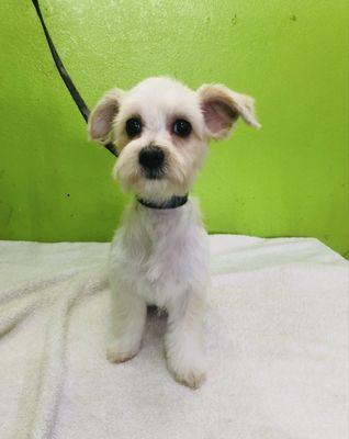 Desly's Pet Grooming