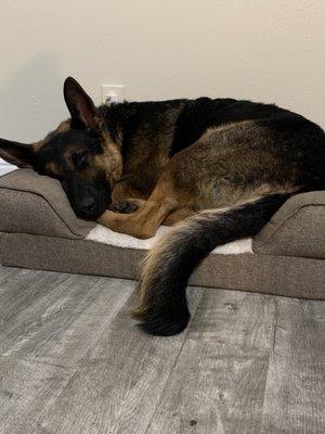 Harry exhausted from running and barking at Derty dog!