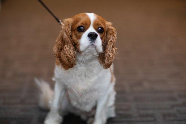 Sterling of Prairie Trail