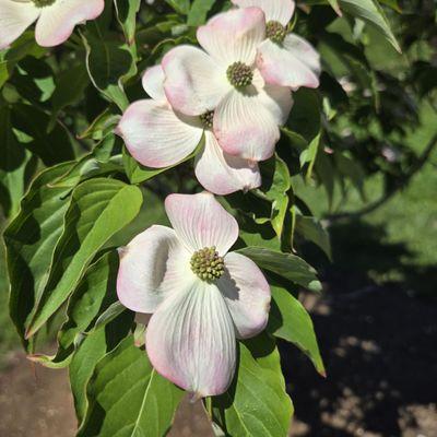 Allentown Rose Gardens