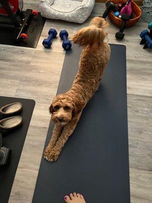 South Shore Veterinary Hospital