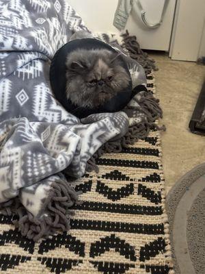 Rover Animal Services