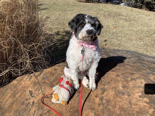 Bows and Bandana's Grooming Salon