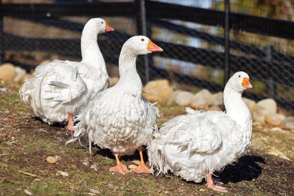 some of our Sebastopol geese