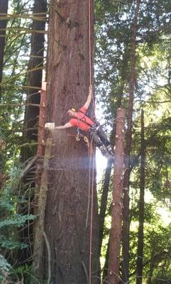 Steve's Professional Tree Care
