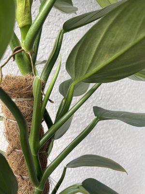 Philodendron Silver Sword