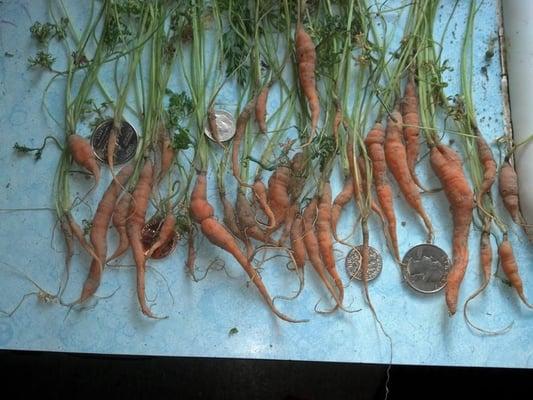 Smoke Ridge Organics