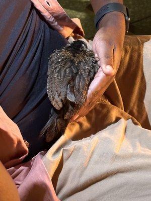 Red Tailed Hawk baby that wanted to hangout on the rooftop with us