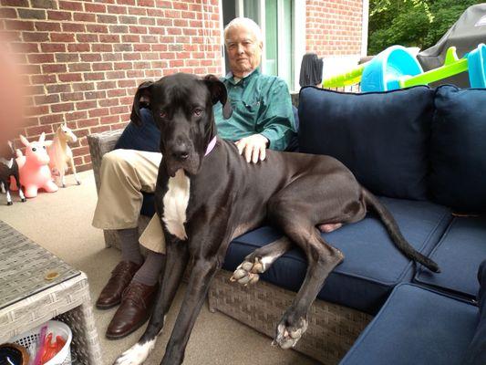 Carolina's Dog Trainer