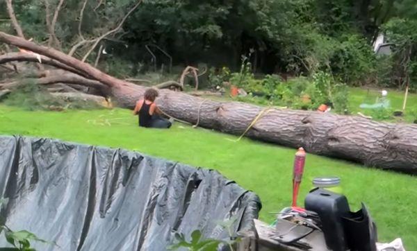 King Cutters Tree Service