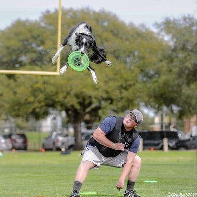Dog vaulting off back to catch disc high in the air