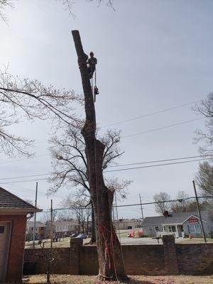 A&A Tree Service