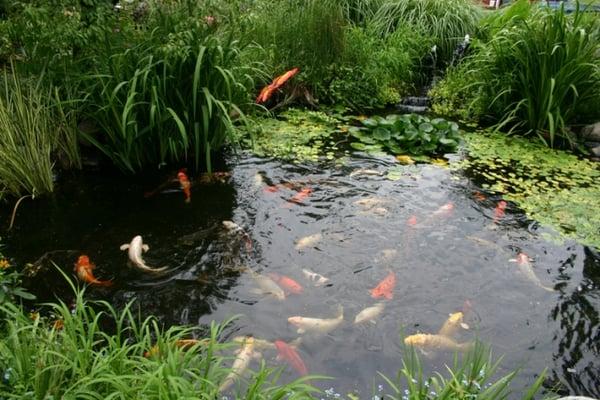 Gem Ponds