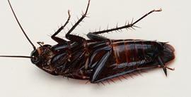 Ant Mary's Pest Control