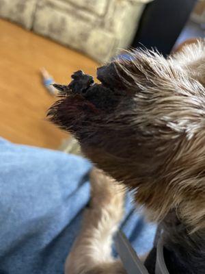 Pooch Paws Grooming Network