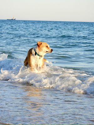 East Valley Animal Hospital