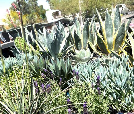 Yuma Nursery Supply