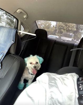 Donna's Loving Doggy Palace