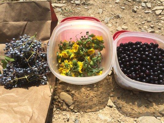 Alpine Holistic Medicine