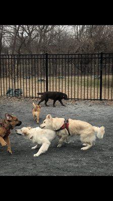 Francis Dog Park