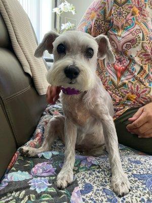 Nika's Pet Spaw & ReTreat