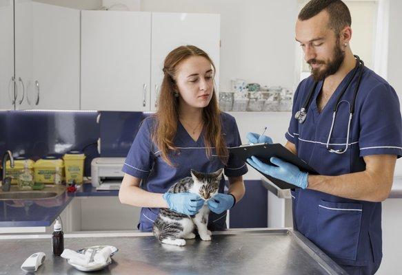 Blue Dove Digital, Digital Marketing for veterinary clinics and pet related businesses.