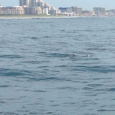 Wildwood crest and some dolphin