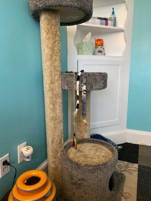 Such a wonderful placeCat Cottages for the Basil kitty