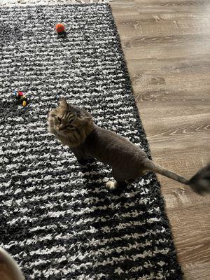 Pawparazzi Pet Salon