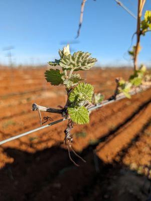 Sunset Ride Vineyards