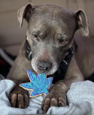 My tootsie and her favorite treat from here!