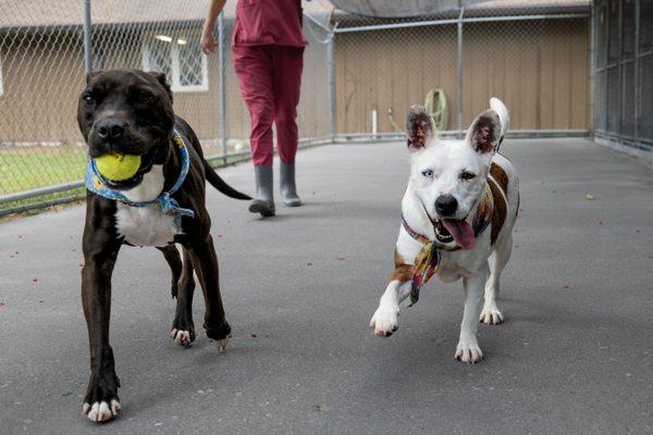 Little Lake Pet Lodge