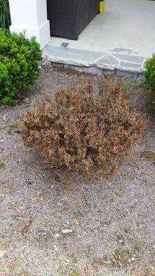 Gold Star Landscaping