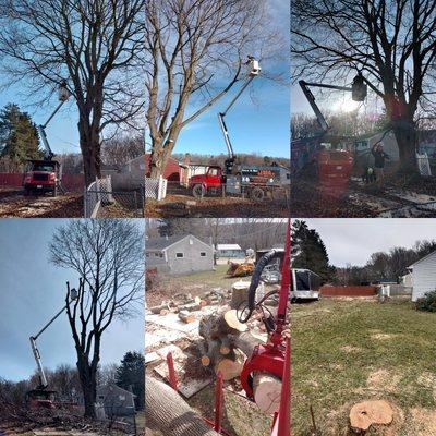 Dave & Sons Tree Service