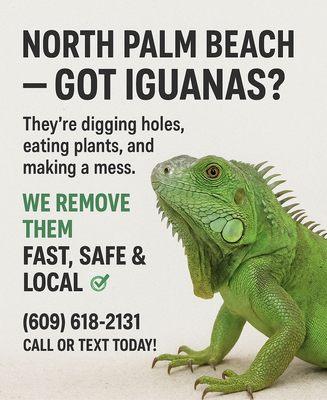 At Coastal Iguana Control, we provide fast, safe, and Humane iguana removal tailored to your property.
