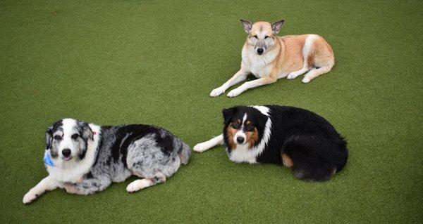 Kountry Pet Resort & Training Center