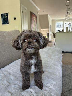 Miss Coco post-Treated