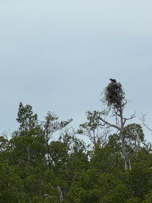 Osprey building a nest!