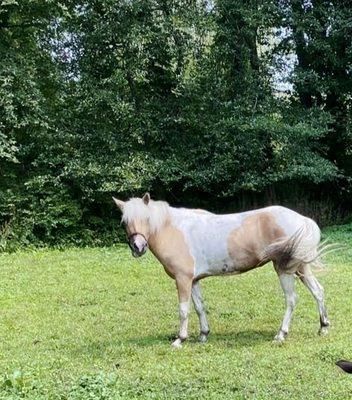 Sugar in the paddock after a good roll in the dirt!